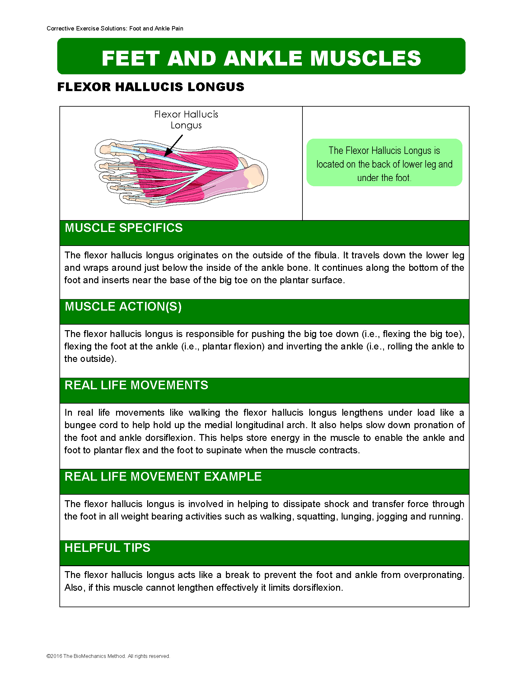 Flexor Hallucis Longus