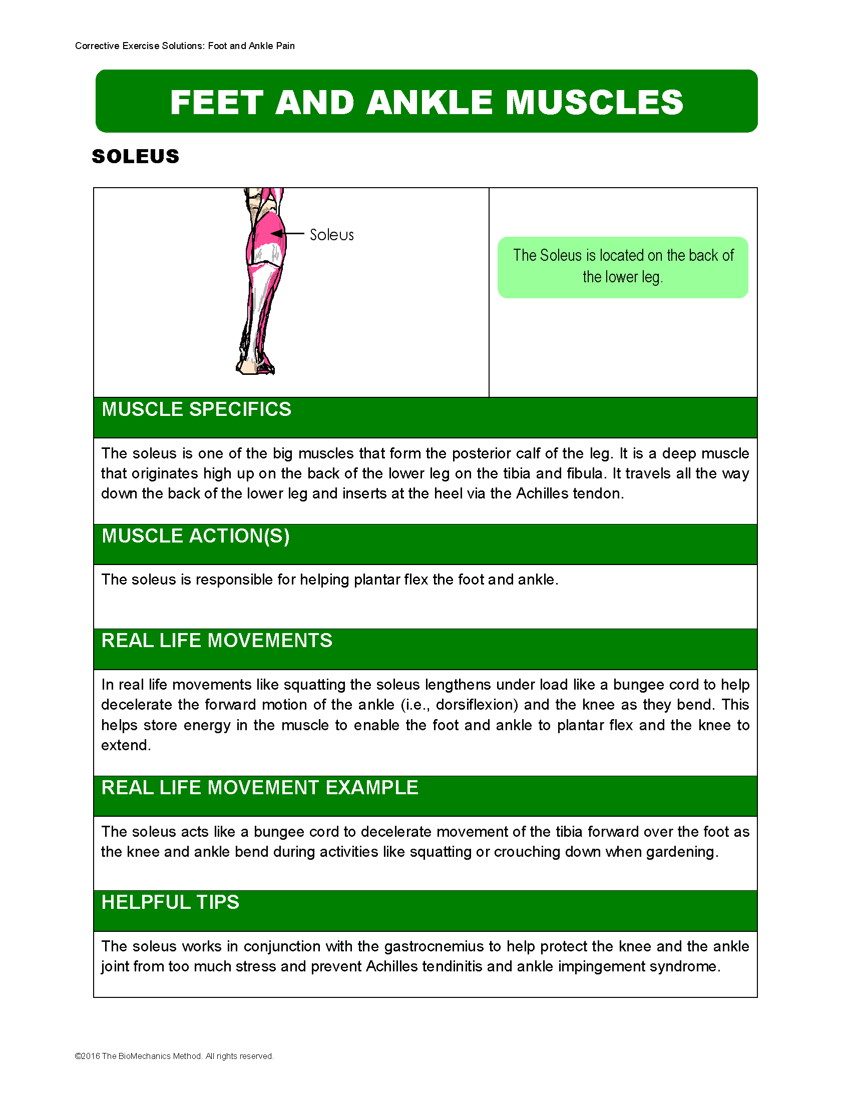 Soleus