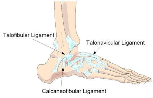 foot ligaments