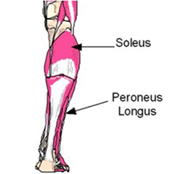 calf muscles
