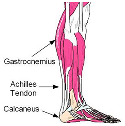 achilles tendon