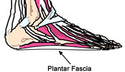 plantar fascia