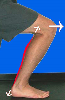 bungee cord action of soleus and achilles